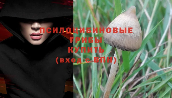прущие грибы Богородск